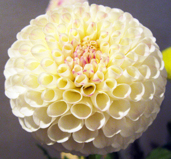 Dahlia ' 20TH  AVE TRADITION '  (Min.B.)  Gibson  USA  2022  ADS Show Virginia, USA 2022  (David Brown)